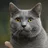 Chartreux