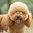 Caniche
