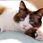 Snowshoe