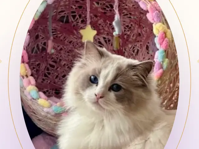 Fluffy Doll's Dream