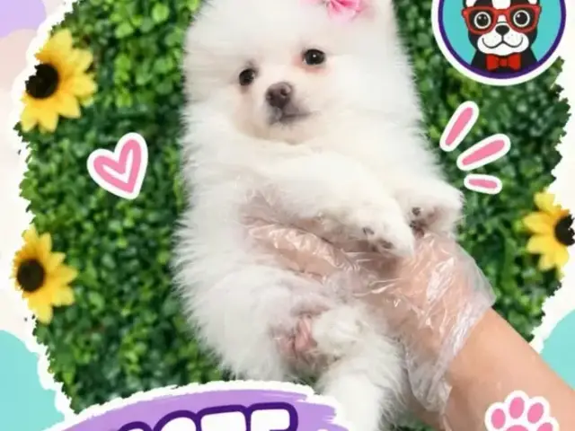 Libra Cachorros