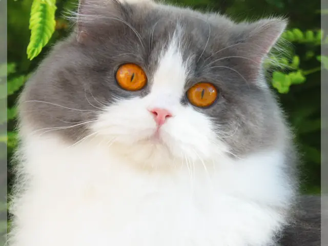 AGI Associazione Gatti D'Italia