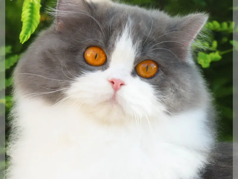 Arthoria Chatterie