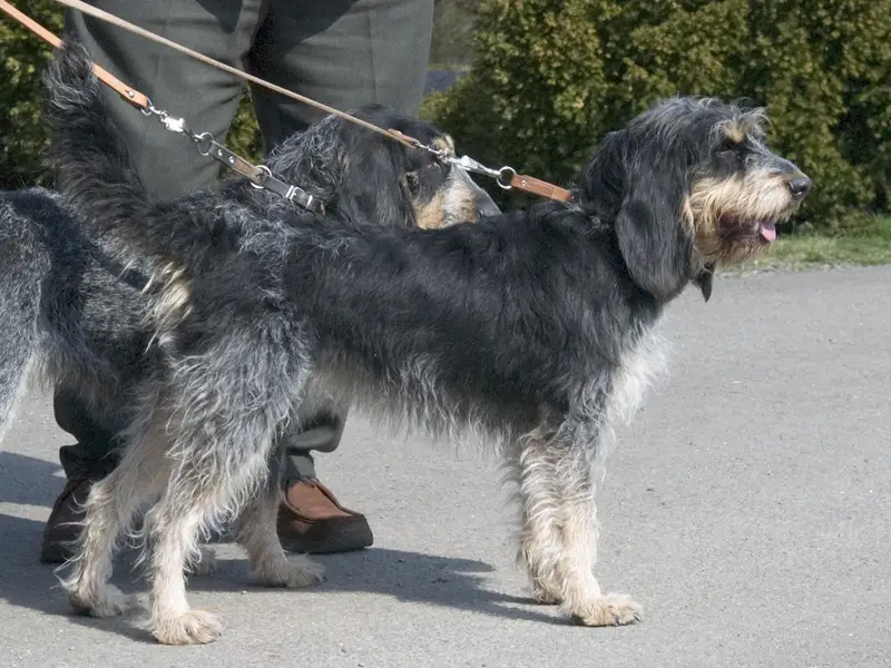 Du Petit Coutouras