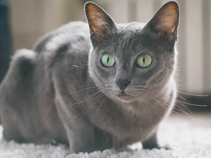 Adélaurïe ~ Korat