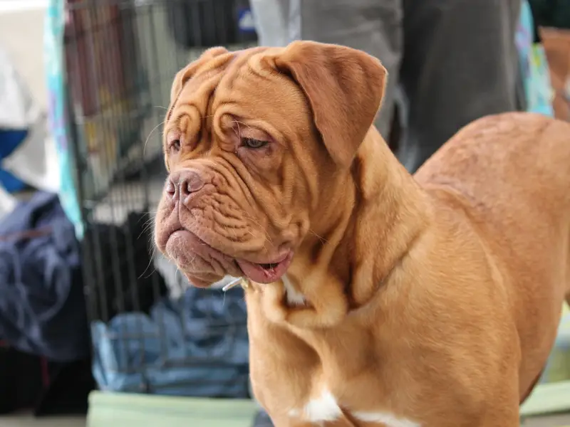 Des Dog's de Gaïadéra