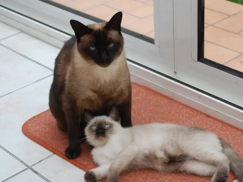 Des Petits Chats Siamois Du Clos Molière