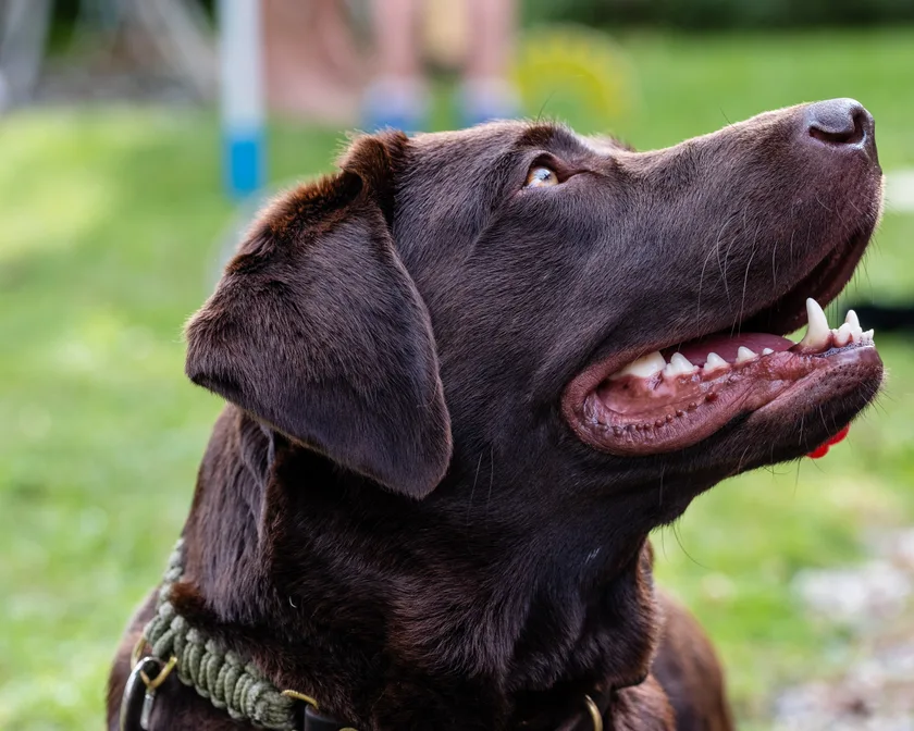 Labrador Retriever