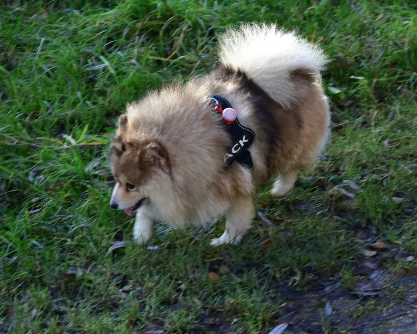 Pomsky