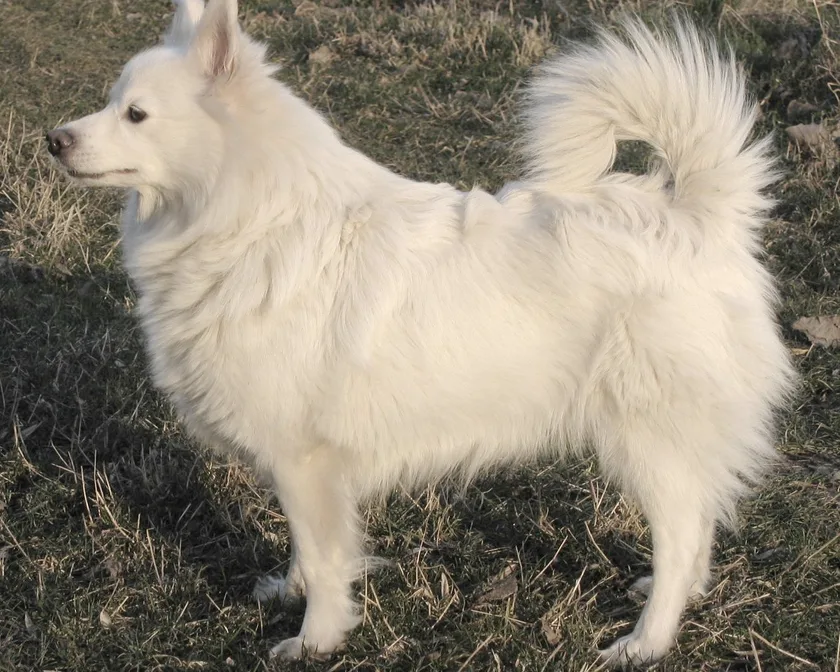 Spitz Allemand