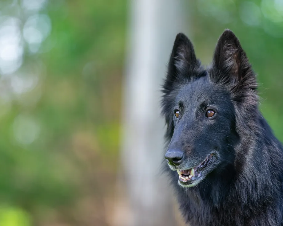 Berger belge Groenendael