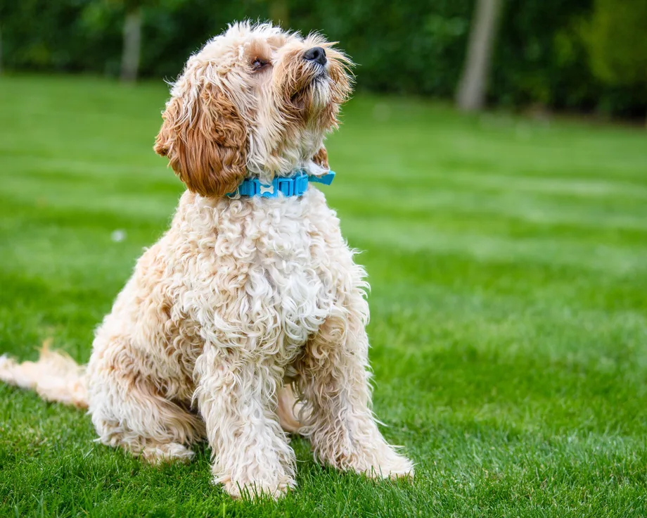 Cockapoo