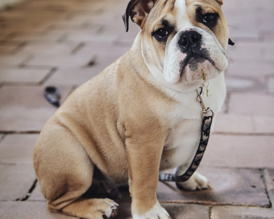 Olde English Bulldogge
