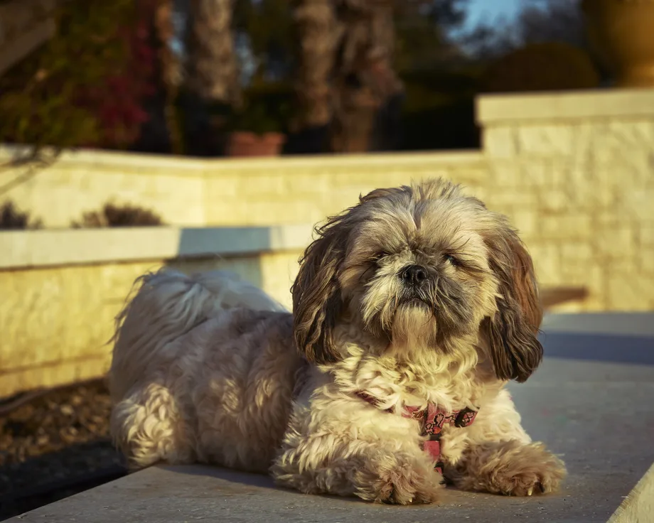 Shih-poo