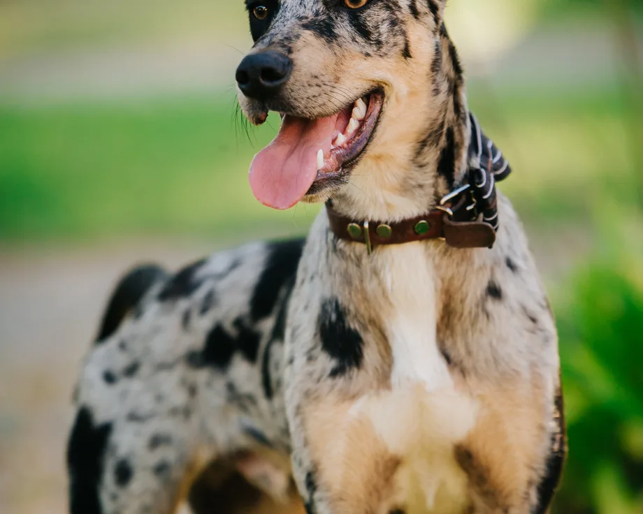 Catahoula