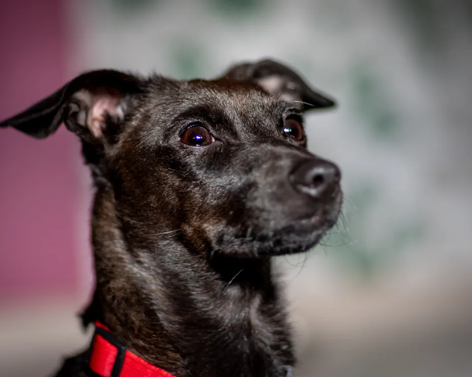 Terrier de Patterdale