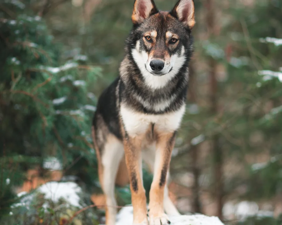 Tamaskan