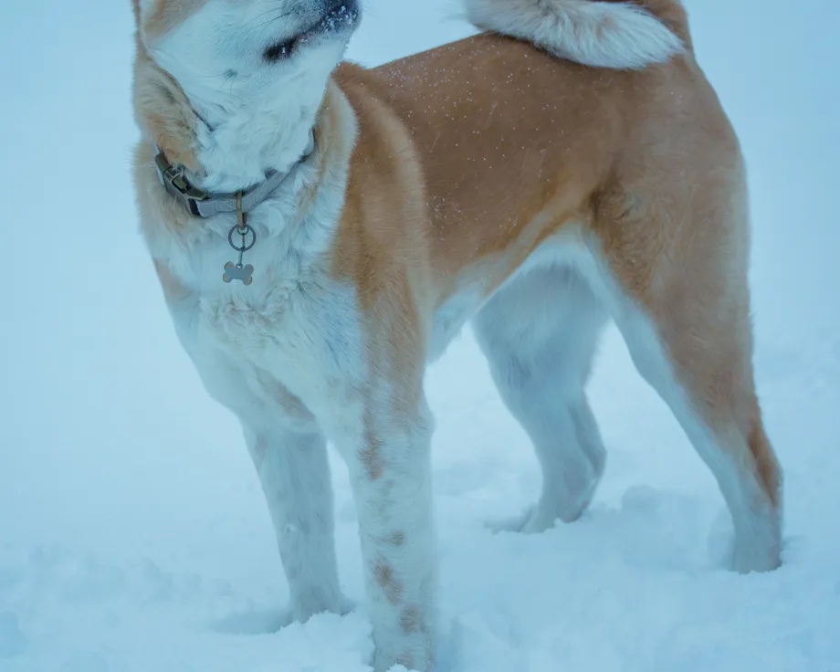Akita américain