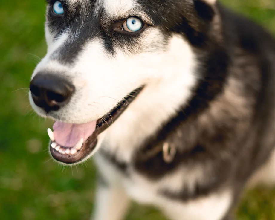 Klee Kai de Alaska