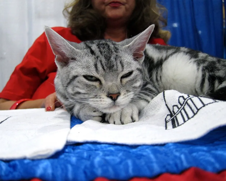 American wirehair