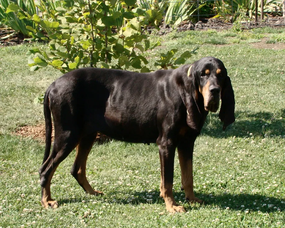 Coonhound negro y fuego