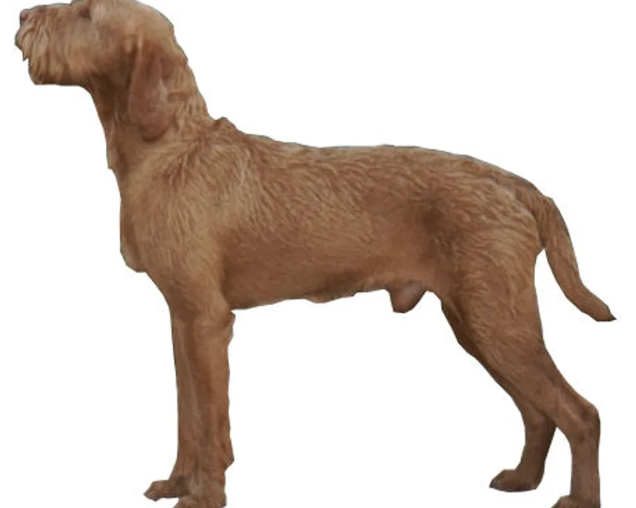 Wirehaired Vizsla