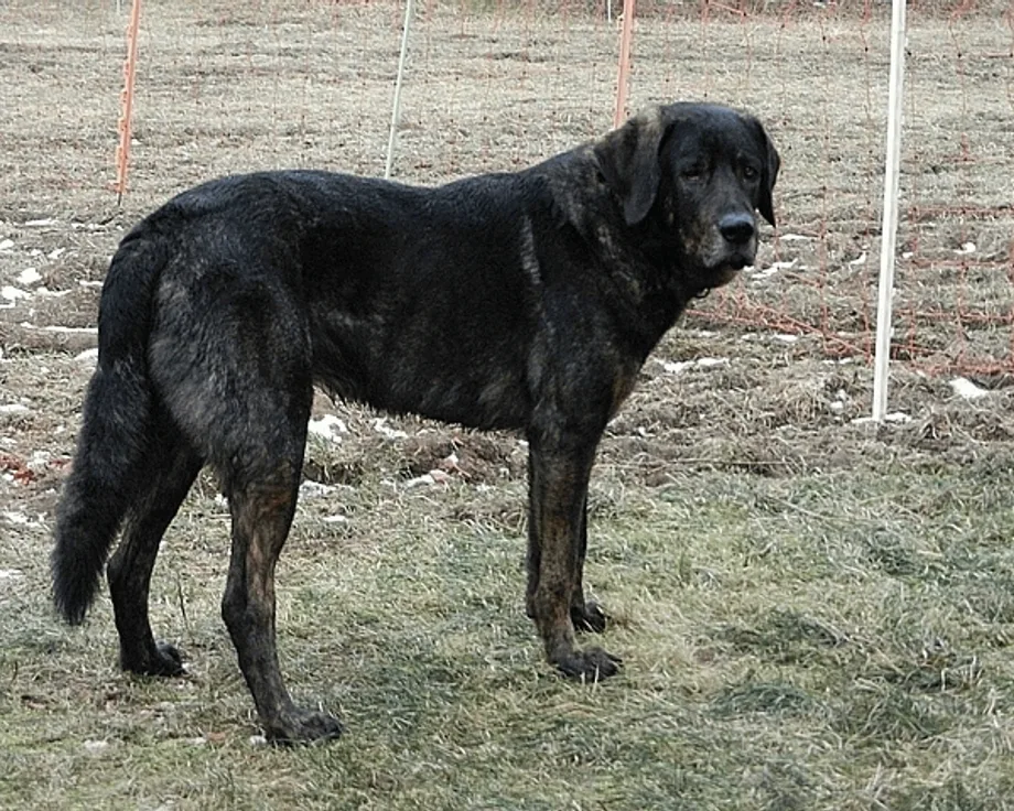 Cão de Castro Laboreiro
