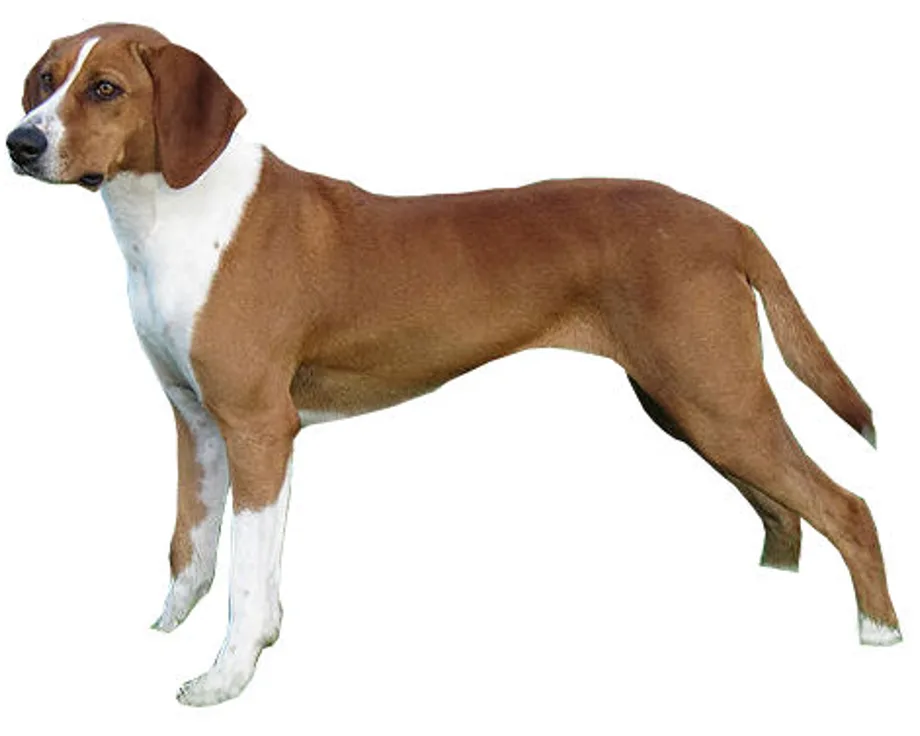 Sabueso de Hygen