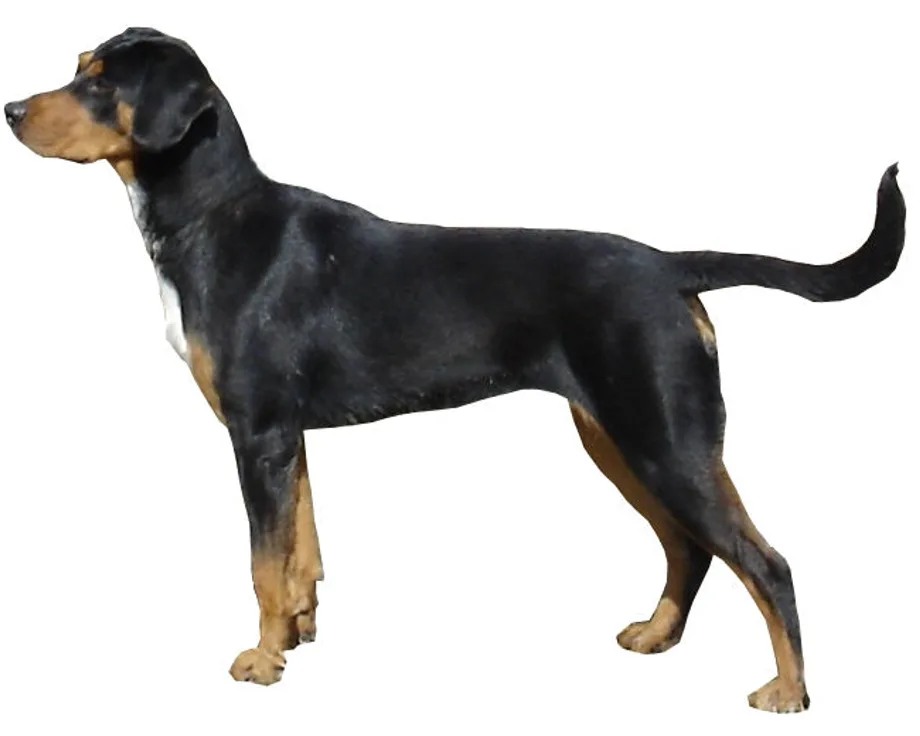 Transylvanischer Laufhund