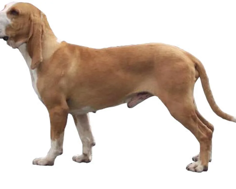 Chien courant espagnol