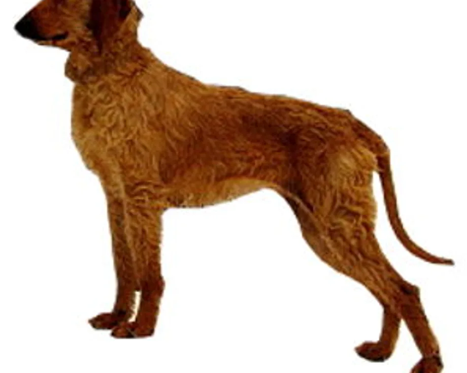 Italiaanse lopende hond