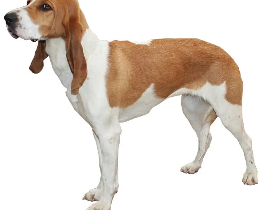 Chien courant suisse