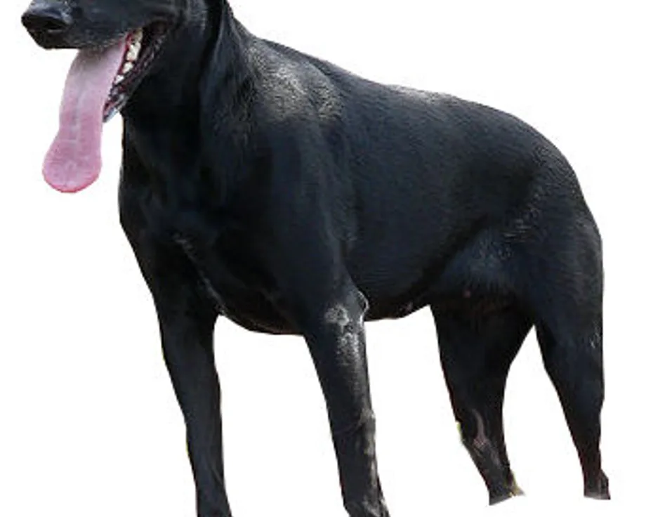 Cão de pastor de Maiorca