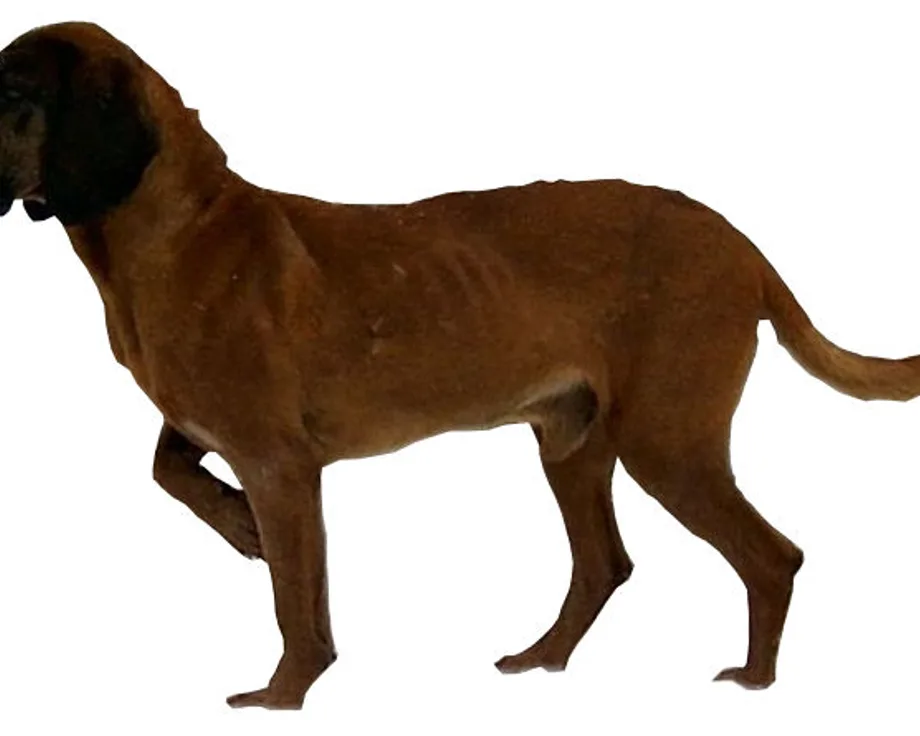 Bavarian Mountain Scent Hound