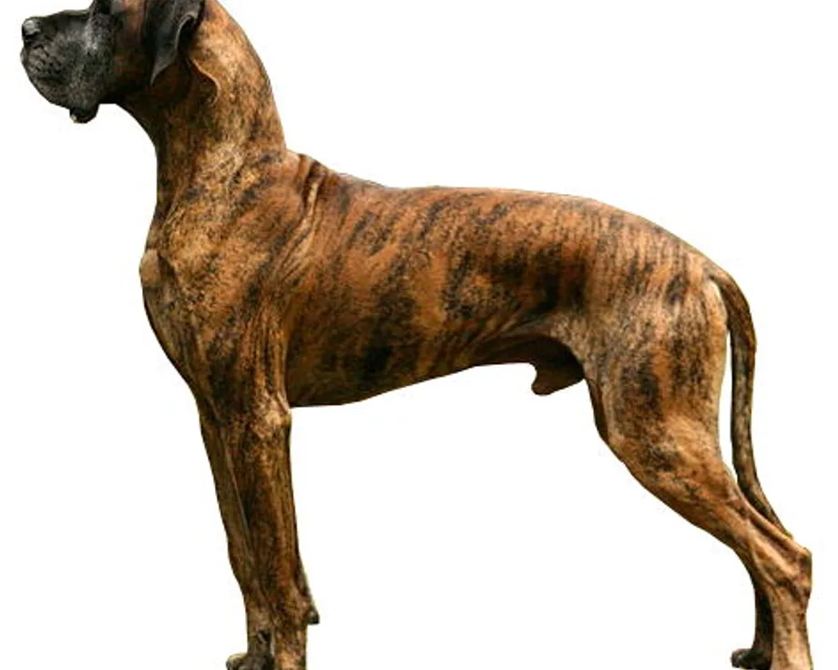 Deutsche Dogge