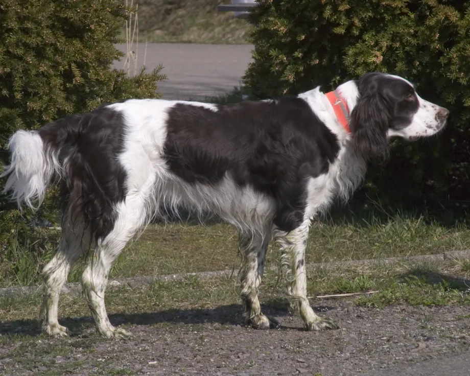 French Spaniel