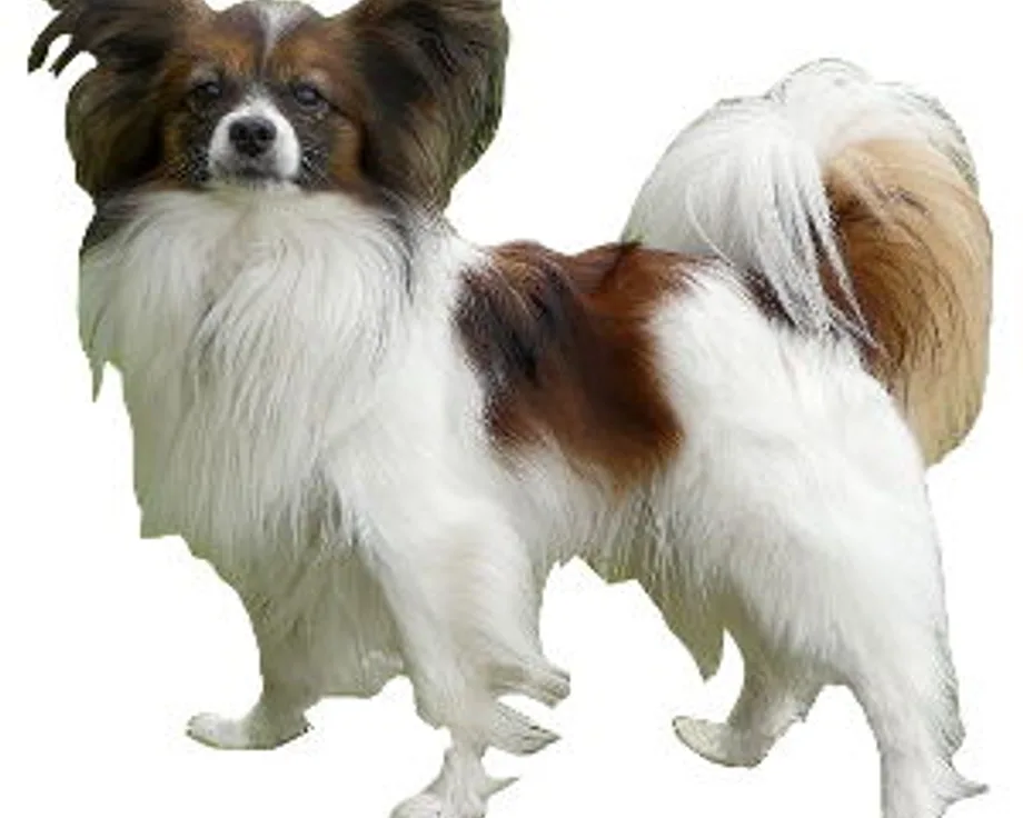 Kontinentaler Zwergspaniel