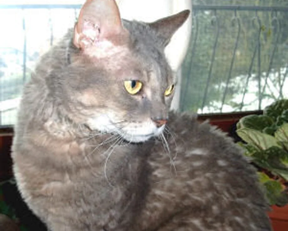Rex alemán