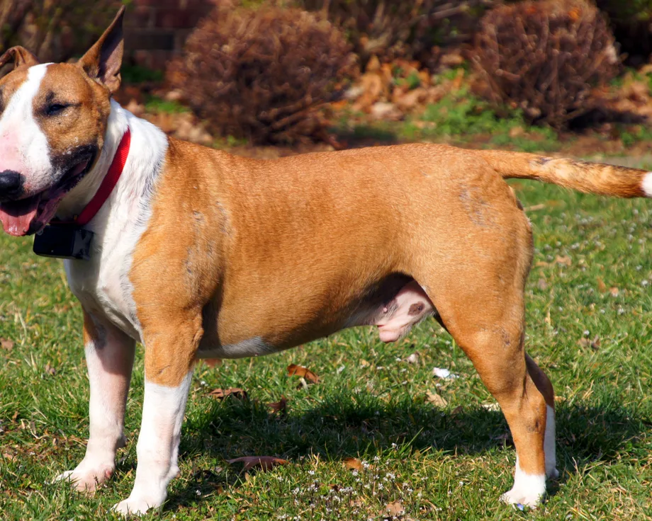 Bull Terrier