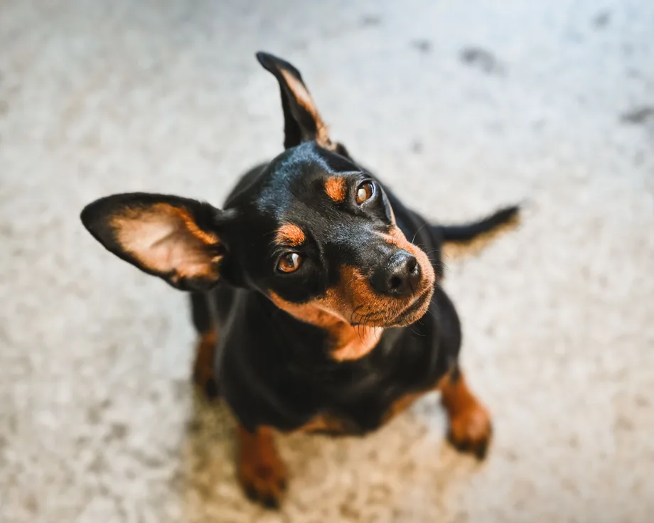 Pinscher