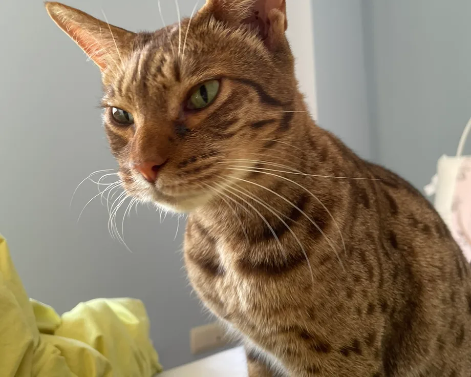 Ocicat