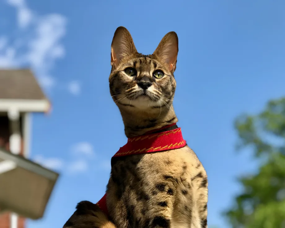 Savannah
