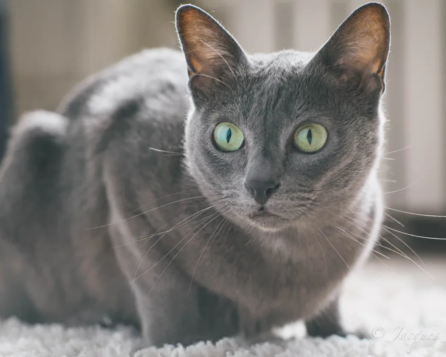 Korat