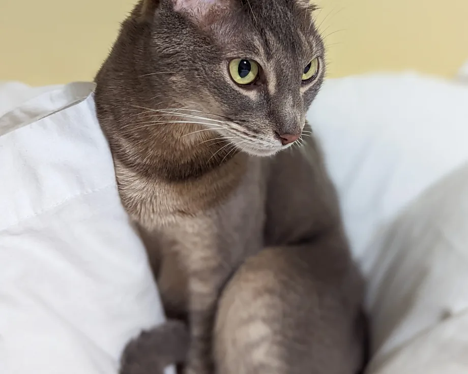 Cornish Rex