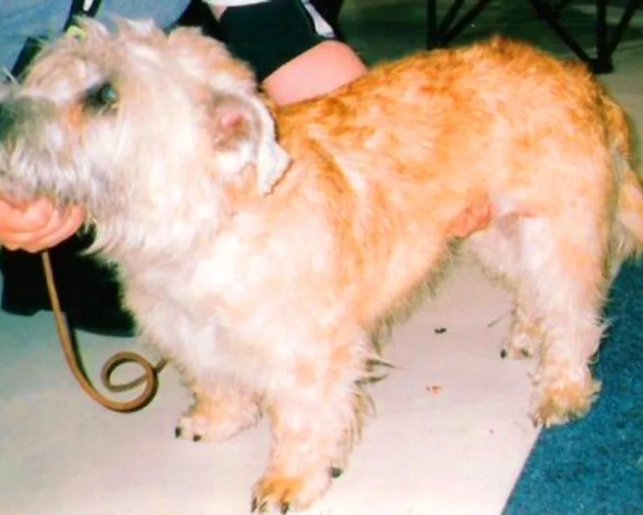 Irish Glen of Imaal Terrier