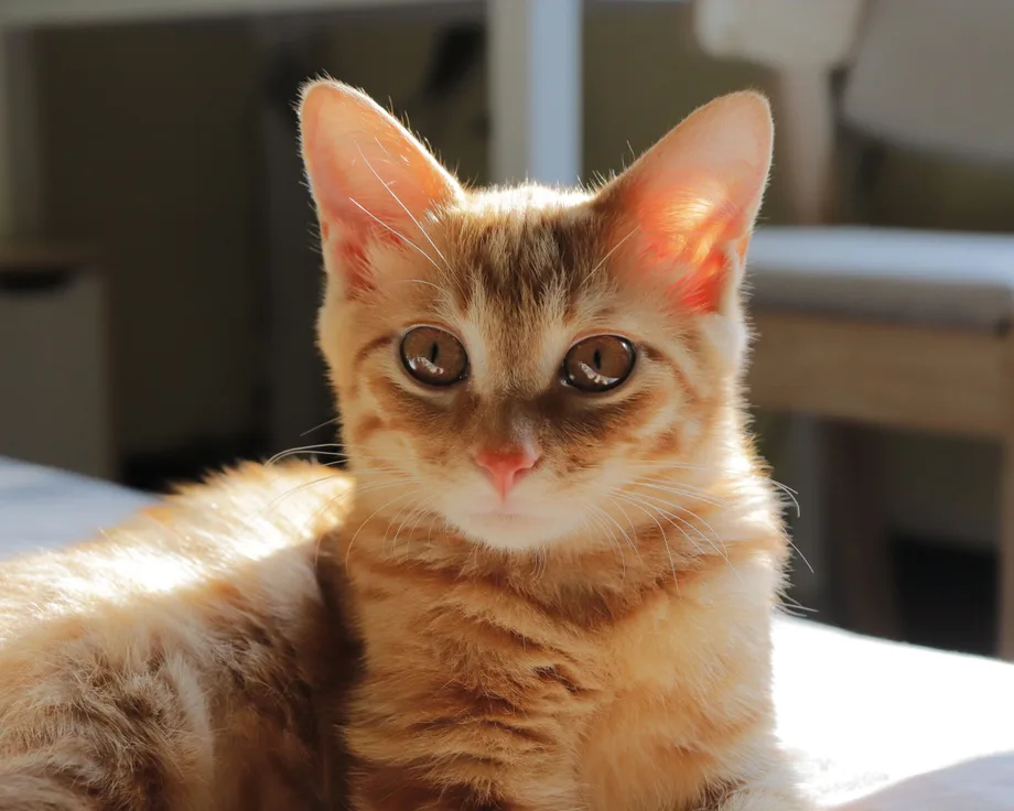Munchkin