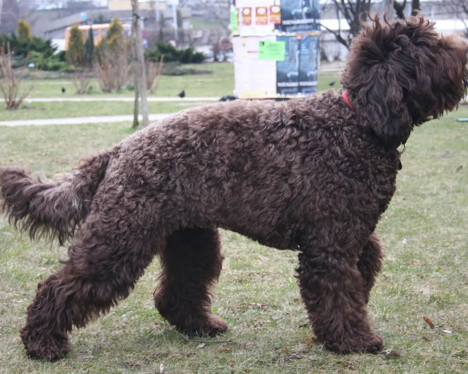 Barbet