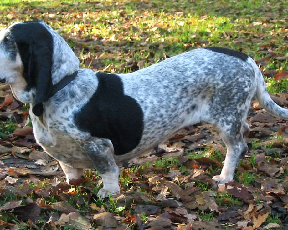 Basset bleu de Guascogna
