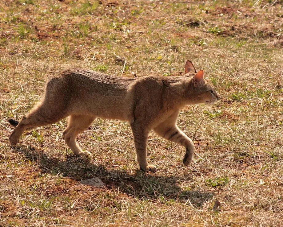Chausie