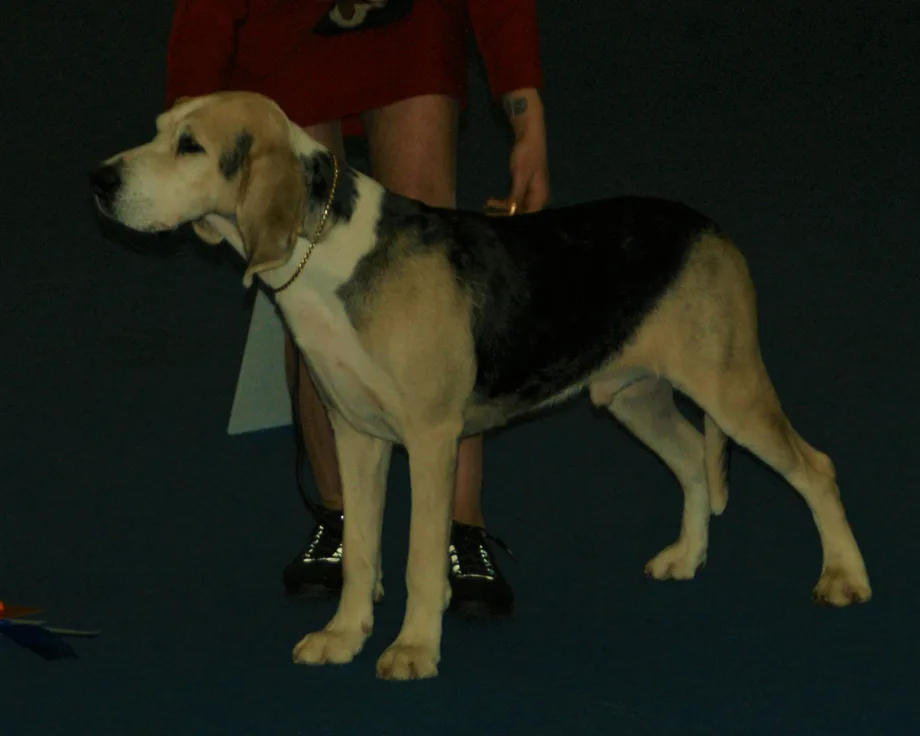 Chien courant norvégien